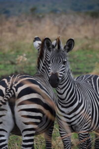 Zebras